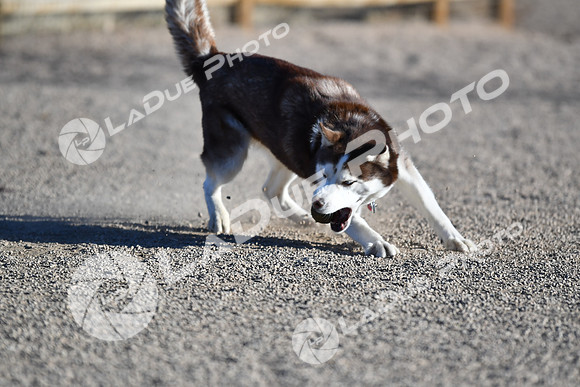 210118_SpringCanyonDogPark061