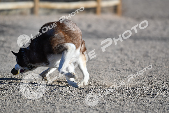 210118_SpringCanyonDogPark062