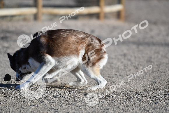 210118_SpringCanyonDogPark063