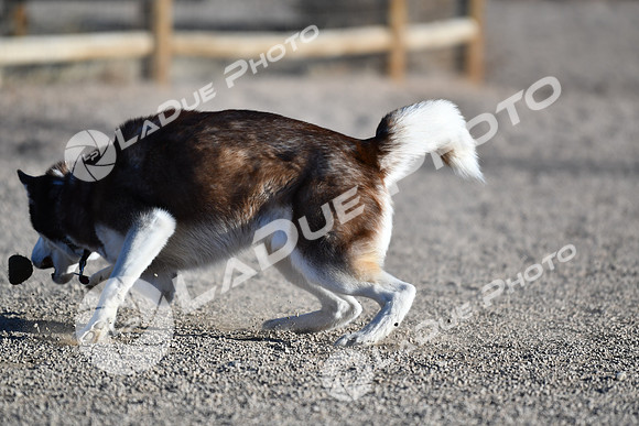 210118_SpringCanyonDogPark064