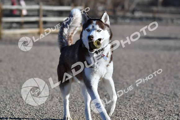 210118_SpringCanyonDogPark065