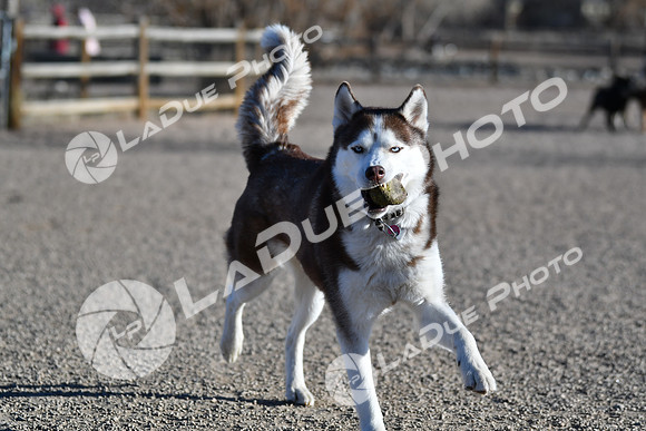 210118_SpringCanyonDogPark066
