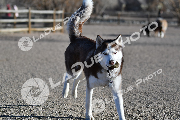 210118_SpringCanyonDogPark067