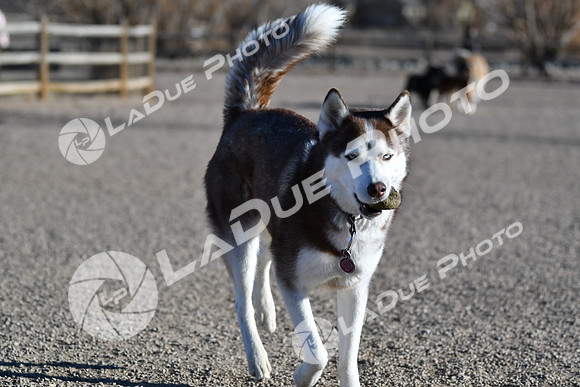 210118_SpringCanyonDogPark068