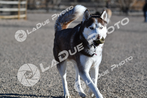 210118_SpringCanyonDogPark069
