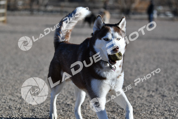 210118_SpringCanyonDogPark070