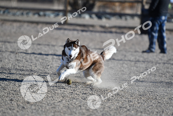 210118_SpringCanyonDogPark071
