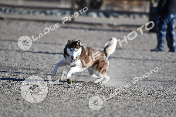 210118_SpringCanyonDogPark072