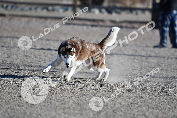 210118_SpringCanyonDogPark073