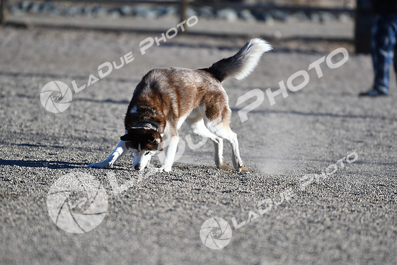 210118_SpringCanyonDogPark074