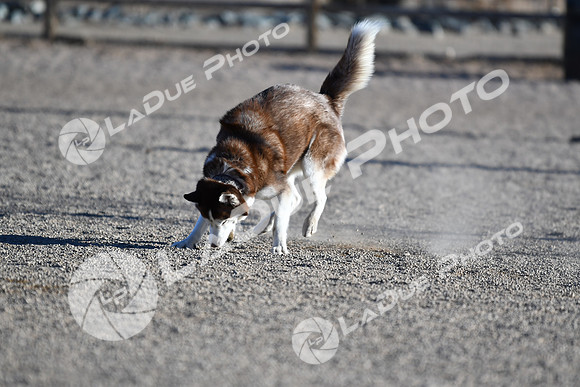 210118_SpringCanyonDogPark075