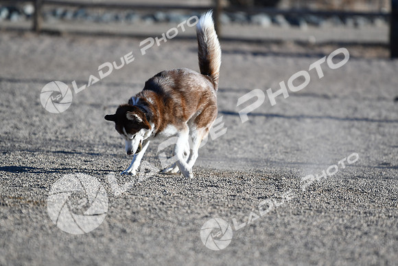 210118_SpringCanyonDogPark076