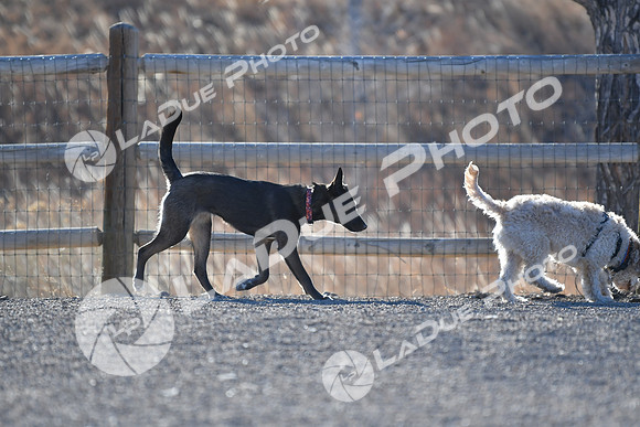 210118_SpringCanyonDogPark077