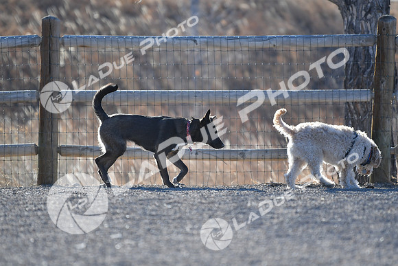 210118_SpringCanyonDogPark078