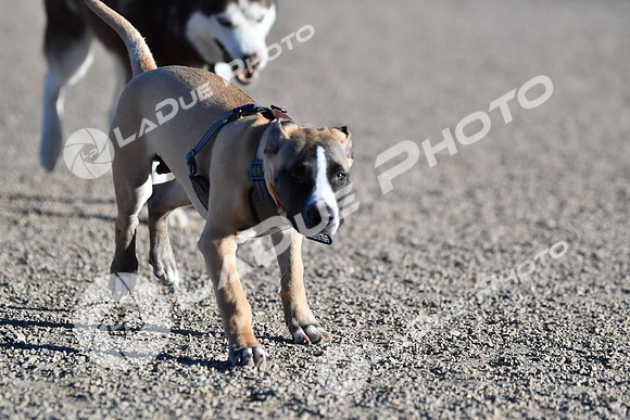 210118_SpringCanyonDogPark079