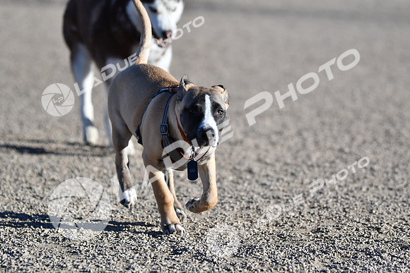 210118_SpringCanyonDogPark080