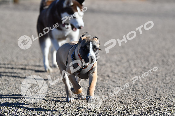210118_SpringCanyonDogPark081