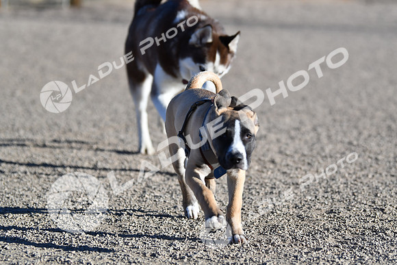 210118_SpringCanyonDogPark082