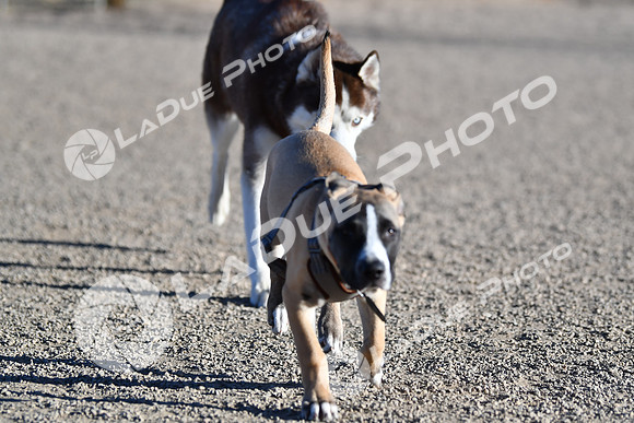 210118_SpringCanyonDogPark083