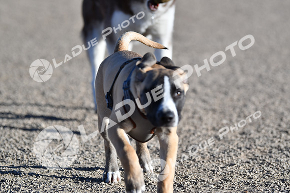 210118_SpringCanyonDogPark085