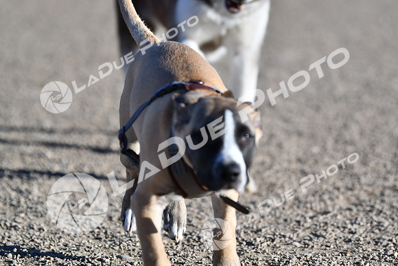 210118_SpringCanyonDogPark086