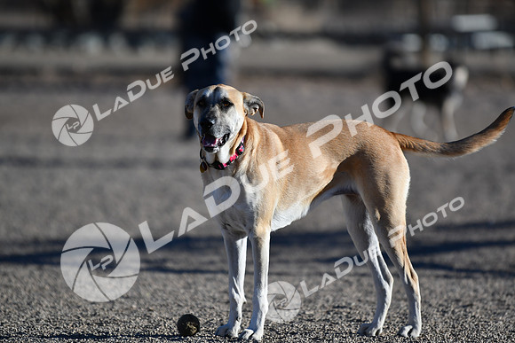 210118_SpringCanyonDogPark087