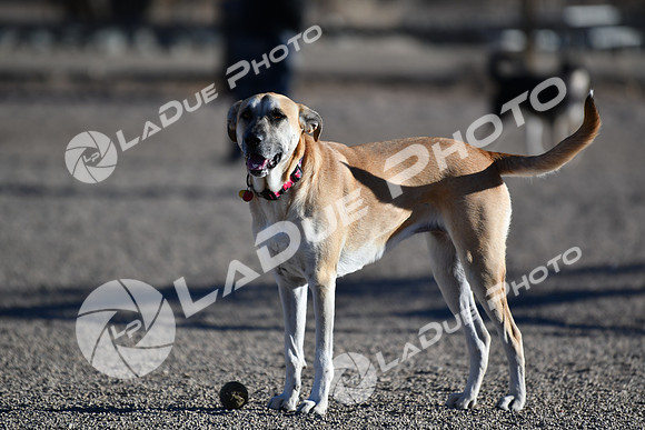 210118_SpringCanyonDogPark088