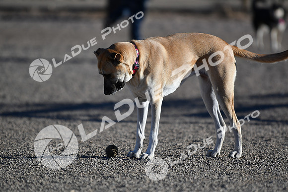 210118_SpringCanyonDogPark089