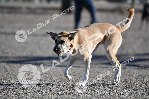 210118_SpringCanyonDogPark090