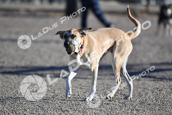 210118_SpringCanyonDogPark091