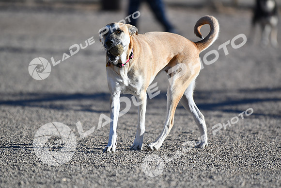 210118_SpringCanyonDogPark092