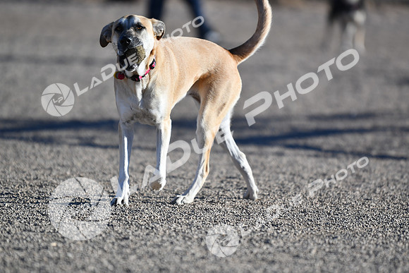 210118_SpringCanyonDogPark093
