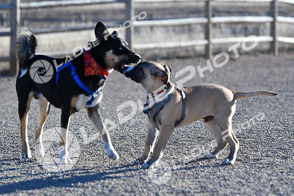 210118_SpringCanyonDogPark094
