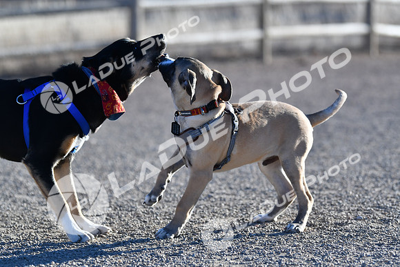 210118_SpringCanyonDogPark095