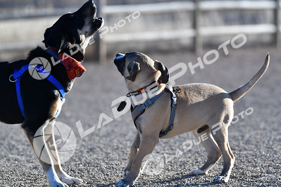 210118_SpringCanyonDogPark096