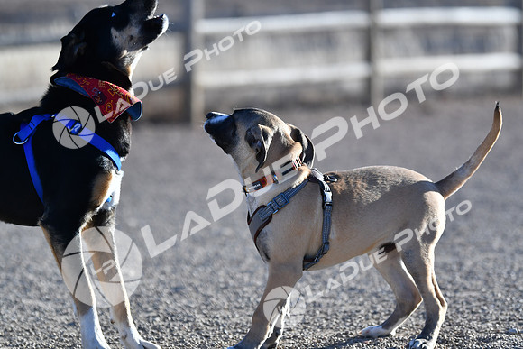 210118_SpringCanyonDogPark097