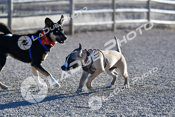 210118_SpringCanyonDogPark098
