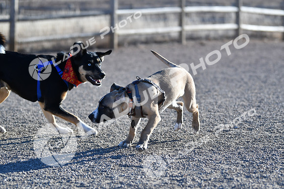 210118_SpringCanyonDogPark099