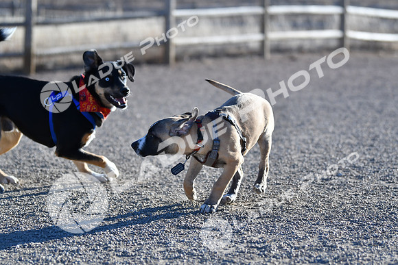 210118_SpringCanyonDogPark100