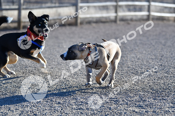 210118_SpringCanyonDogPark101