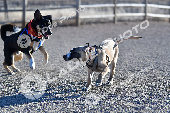 210118_SpringCanyonDogPark102