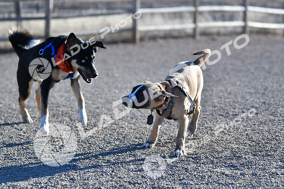 210118_SpringCanyonDogPark103