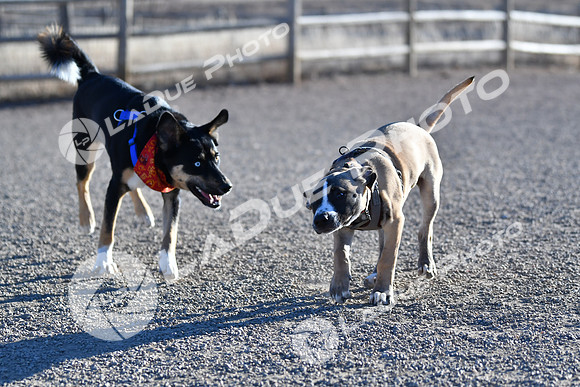 210118_SpringCanyonDogPark104