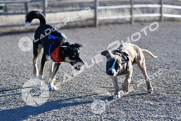 210118_SpringCanyonDogPark105