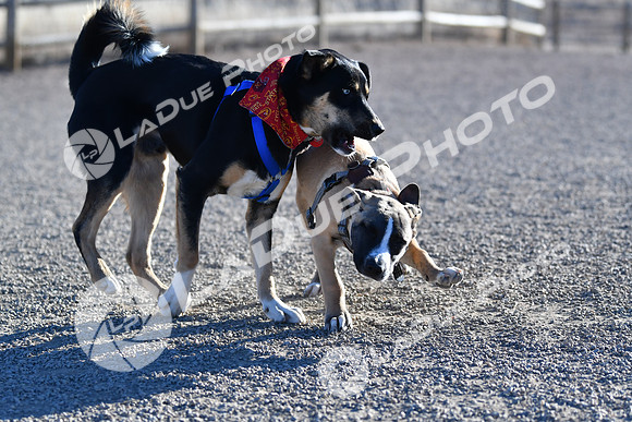 210118_SpringCanyonDogPark106