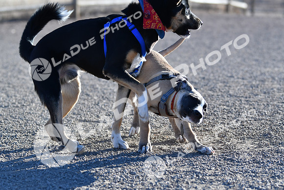 210118_SpringCanyonDogPark107