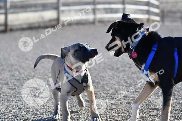 210118_SpringCanyonDogPark108
