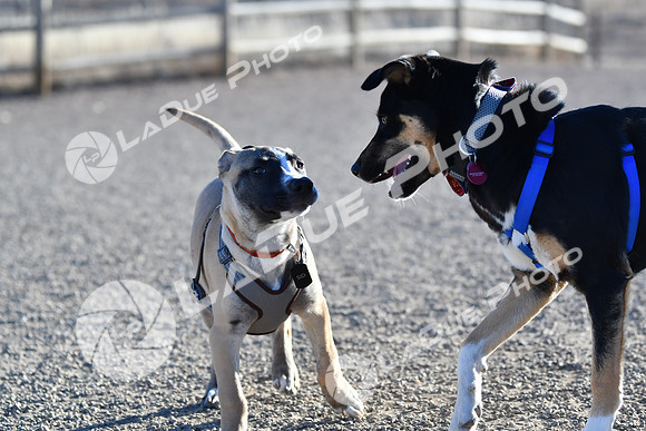 210118_SpringCanyonDogPark109