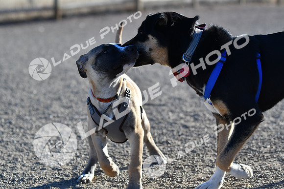 210118_SpringCanyonDogPark110