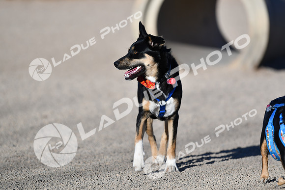 210118_SpringCanyonDogPark111